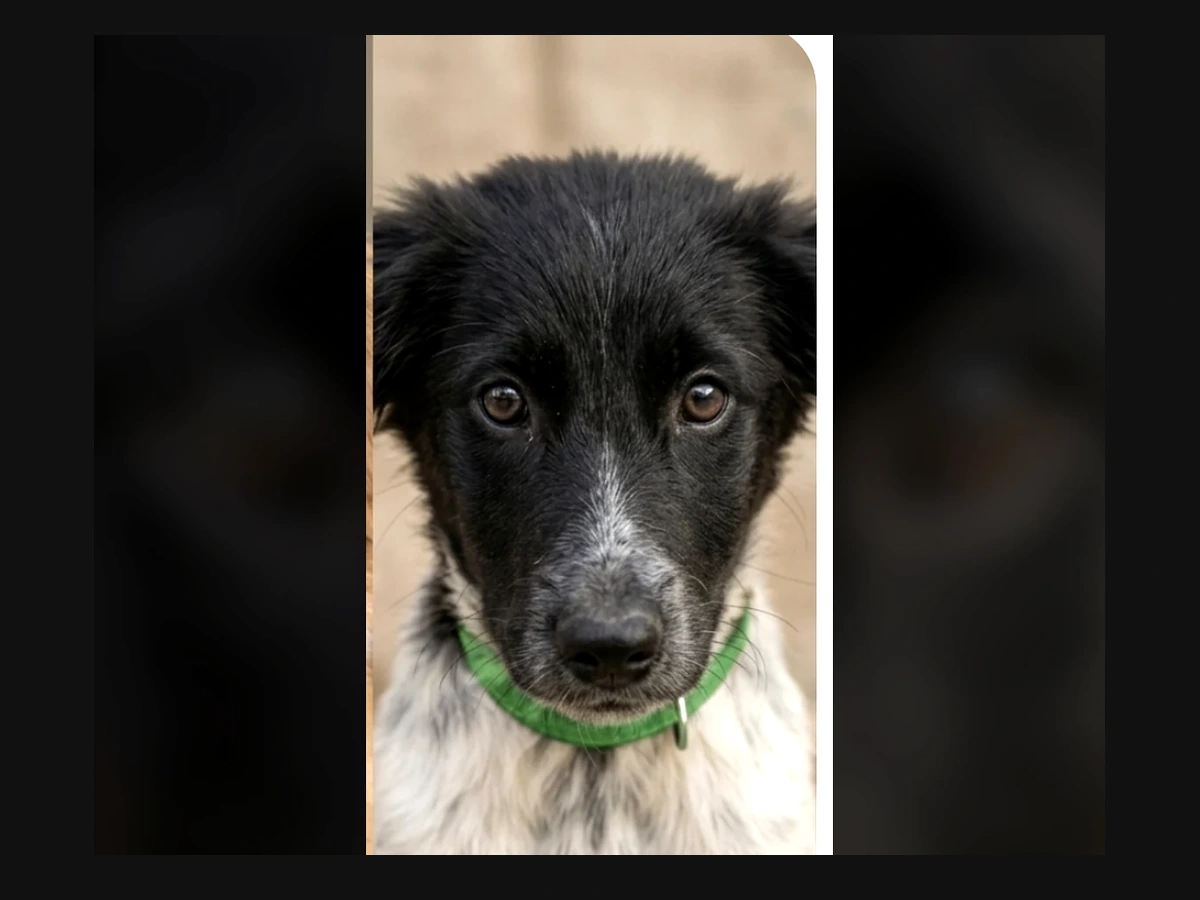 Neguinho - Resgatado depois de ser abandonado e atropelado. Ele sobreviveu... mas ainda precisa de cuidados e recuperação.
