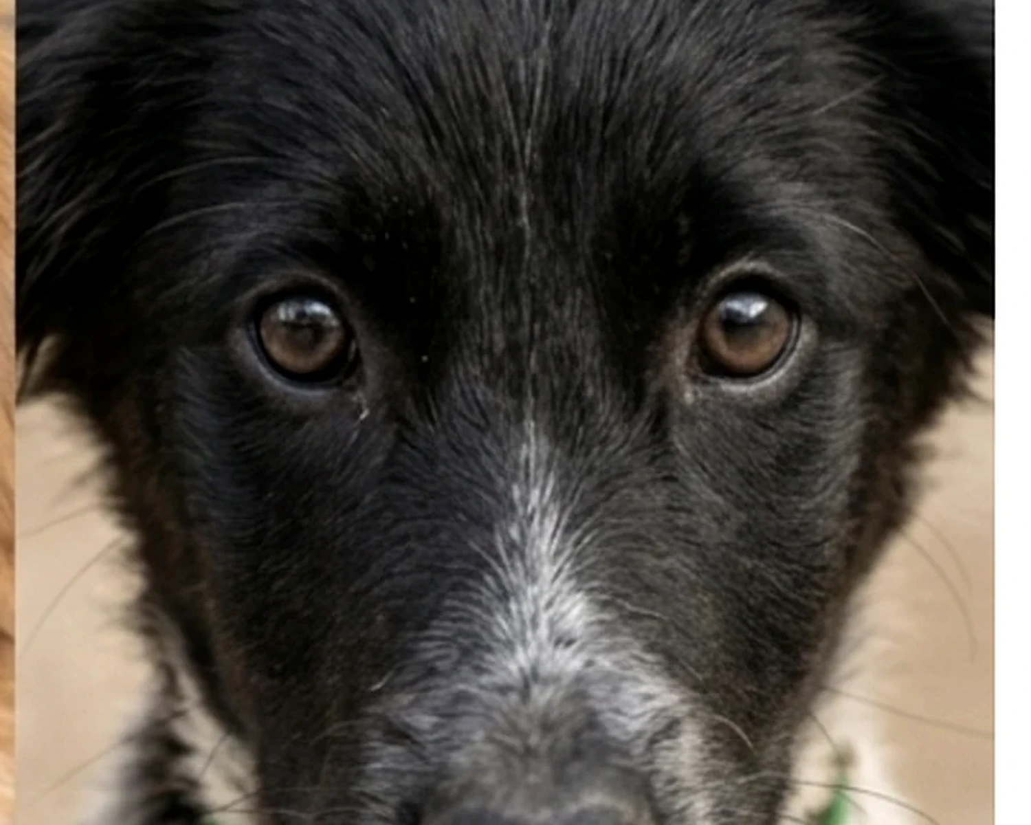 Neguinho - Neguinho è solo un cucciolino. È stato investito proprio davanti alla casa del salvataggio quando era ancora troppo piccolo per capire il pericolo. L’impatto è stato molto forte e lo ha scaraventato lontano. Dopo l’incidente era ferito, piangeva, era spaventato e soffriva molto, con il sospetto di fratture alle costole. Le persone responsabili del cucciolo non hanno voluto aiutare. Anche dopo l’investimento non hanno prestato soccorso e hanno lasciato il cucciolo a soffrire. Si è cercato aiuto, ma nessuno ha voluto assumersi la responsabilità delle condizioni di Neguinho. Così è stato soccorso immediatamente e portato dal veterinario. È ancora molto piccolo, debilitato, molto sporco, pieno di zecche e pulci, e c’è anche un forte sospetto di vermi perché il pancino è molto gonfio. Anche se ferito e spaventato, Neguinho cerca ancora affetto e protezione. Sta appena scoprendo il mondo e ha già conosciuto il dolore troppo presto.