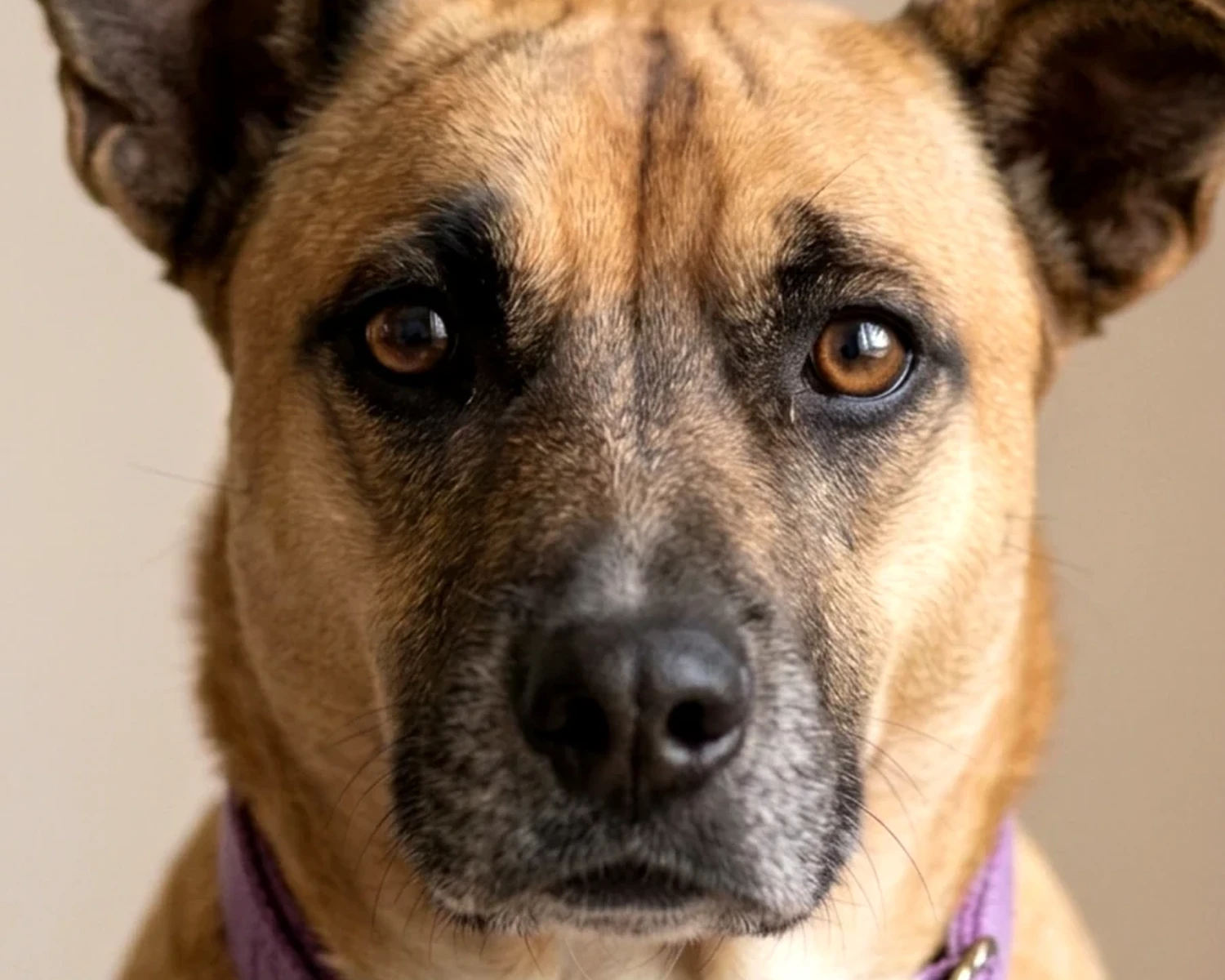 Nina - A Nina foi resgatada de um sítio onde sofreu maus-tratos durante muitos anos. Quando chegou ao resgate, estava extremamente traumatizada, com medo das pessoas e vivendo em constante estado de alerta. O rabinho dela foi cortado de maneira cruel e desnecessária. Mesmo depois de tantos anos de amor e cuidados, alguns traumas ainda permanecem: Nina tem medo de chuva, trovão e raios, e quando o tempo muda ela ainda entra em estado de medo e insegurança. Apesar de tudo o que sofreu, ela continua sendo extremamente dócil e amorosa. Hoje, aos 10 anos, Nina enfrenta fraqueza severa nas patas traseiras, passa boa parte do tempo deitada e quase não consegue se levantar sozinha. Nosso maior sonho é vê-la caminhar novamente com mais conforto e dignidade.