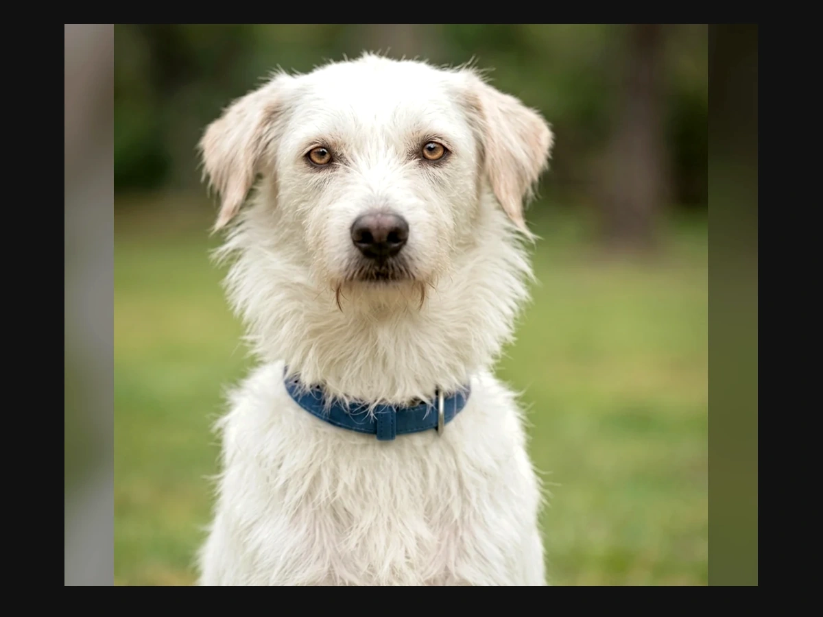 Snoopy - Saudável e cheio de amor. Ele nos lembra todos os dias por que continuamos. Ele só precisa de comida, cuidado... e um lar seguro.