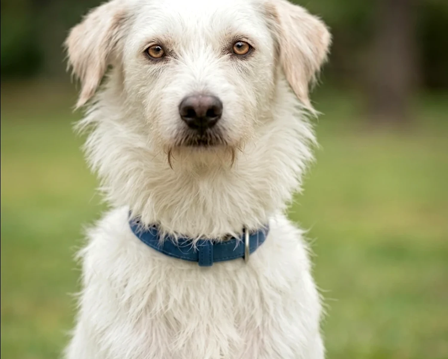 Snoopy - O Snoopy foi encontrado abandonado na rua quando tinha aproximadamente três meses de vida. Estava extremamente magro, desnutrido, muito fraco e praticamente só pele e osso. O que mais chamava atenção era uma ferida enorme na cabeça. A ferida ficava constantemente aberta, sangrava muito, atraía moscas e piorava porque ele coçava sem parar até deixar tudo em carne viva. Naquele momento, não havia condições financeiras para comprar medicamentos caros ou fazer um tratamento veterinário completo, então os cuidados começaram de forma improvisada, com muita paciência e carinho, apenas para aliviar a ferida e impedir que ela piorasse ainda mais. Aos poucos, o Snoopy foi sobrevivendo. A ferida começou a melhorar, e ele foi recuperando forças lentamente, mesmo comendo muito pouco e quase sem conseguir andar. Até hoje, o Snoopy carrega traumas do abandono: ele tem muito medo de carros, de andar de carro e até de vassoura. Existe a suspeita de que ele tenha sido abandonado diretamente de um veículo. Mesmo depois de tudo isso, Snoopy se tornou um cão extremamente companheiro, amoroso, gentil, carinhoso e tranquilo. Snoopy é um verdadeiro lorde, daqueles que conquistam qualquer pessoa pela delicadeza e pela calma com que demonstram amor.